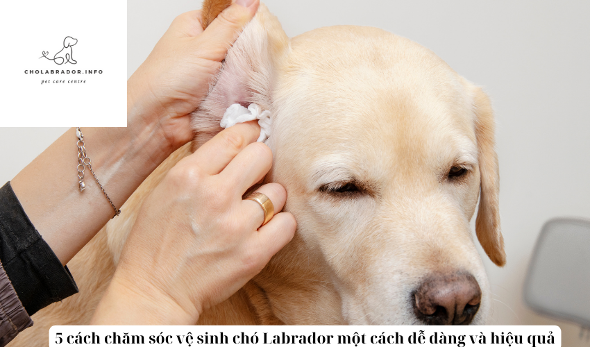 5 cách chăm sóc vệ sinh chó Labrador một cách dễ dàng và hiệu quả