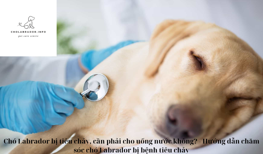 Chó Labrador bị tiêu chảy, cần phải cho uống nước không? – Hướng dẫn chăm sóc chó Labrador bị bệnh tiêu chảy