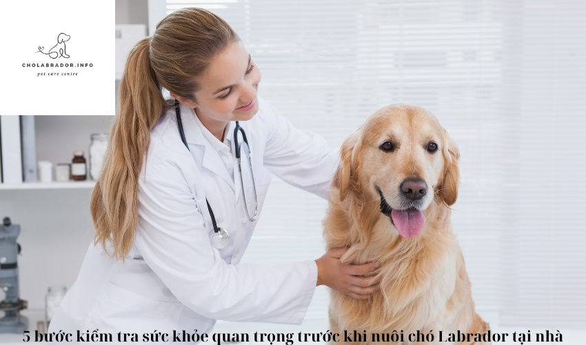 5 bước kiểm tra sức khỏe quan trọng trước khi nuôi chó Labrador tại nhà