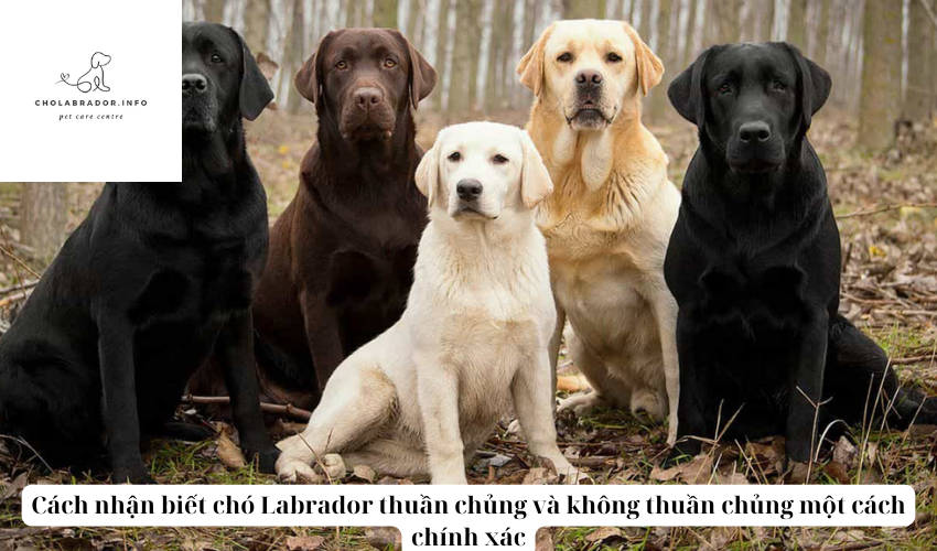 Cách nhận biết chó Labrador thuần chủng và không thuần chủng một cách chính xác