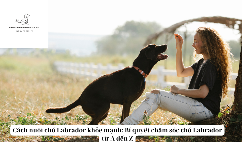 Cách nuôi chó Labrador khỏe mạnh: Bí quyết chăm sóc chó Labrador từ A đến Z