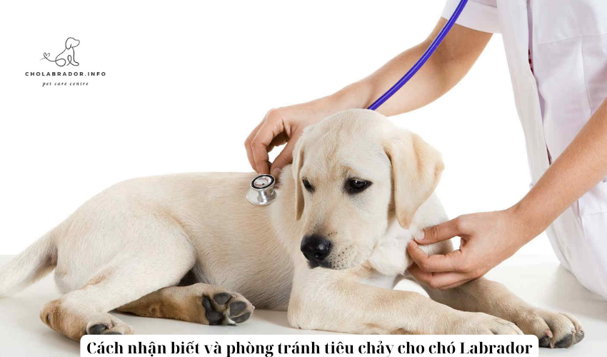 Cách nhận biết và phòng tránh tiêu chảy cho chó Labrador