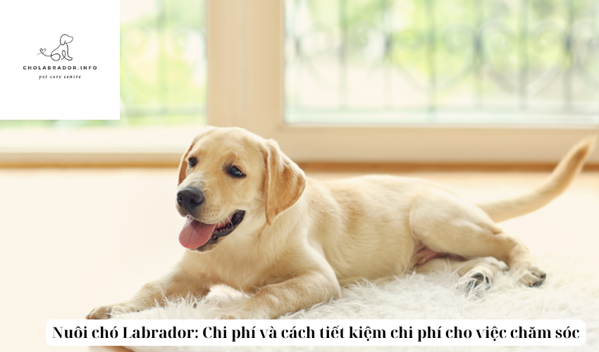 Nuôi chó Labrador: Chi phí và cách tiết kiệm chi phí cho việc chăm sóc