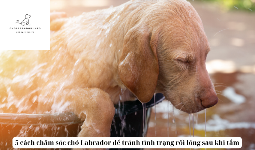 5 cách chăm sóc chó Labrador để tránh tình trạng rối lông sau khi tắm