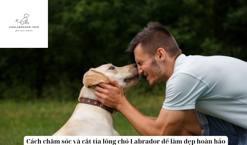 Cách chăm sóc và cắt tỉa lông chó Labrador để làm đẹp hoàn hảo