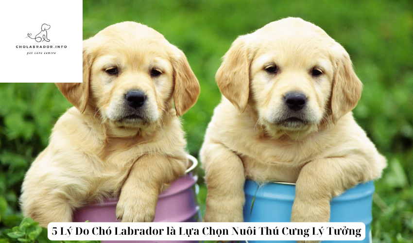 5 Lý Do Chó Labrador là Lựa Chọn Nuôi Thú Cưng Lý Tưởng