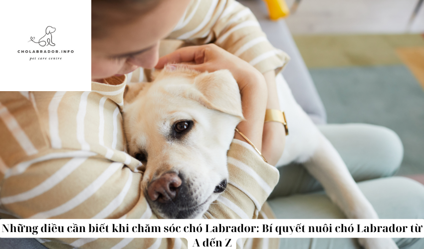 Những điều cần biết khi chăm sóc chó Labrador: Bí quyết nuôi chó Labrador từ A đến Z