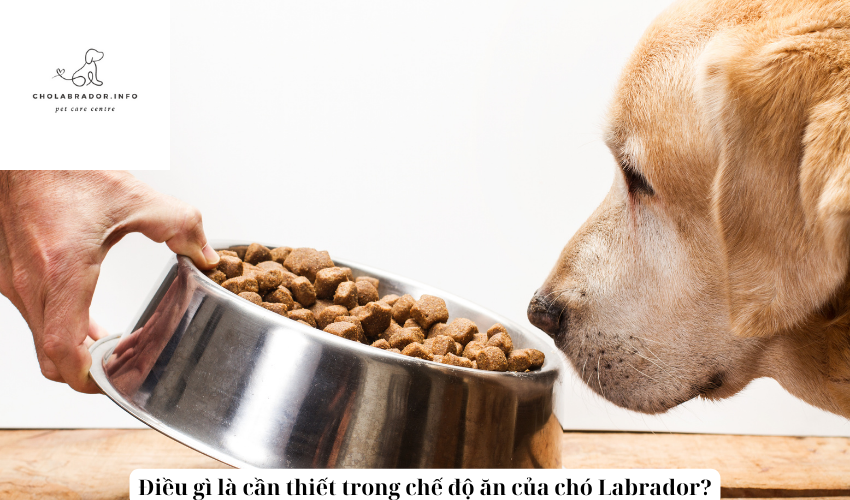 Điều gì là cần thiết trong chế độ ăn của chó Labrador?