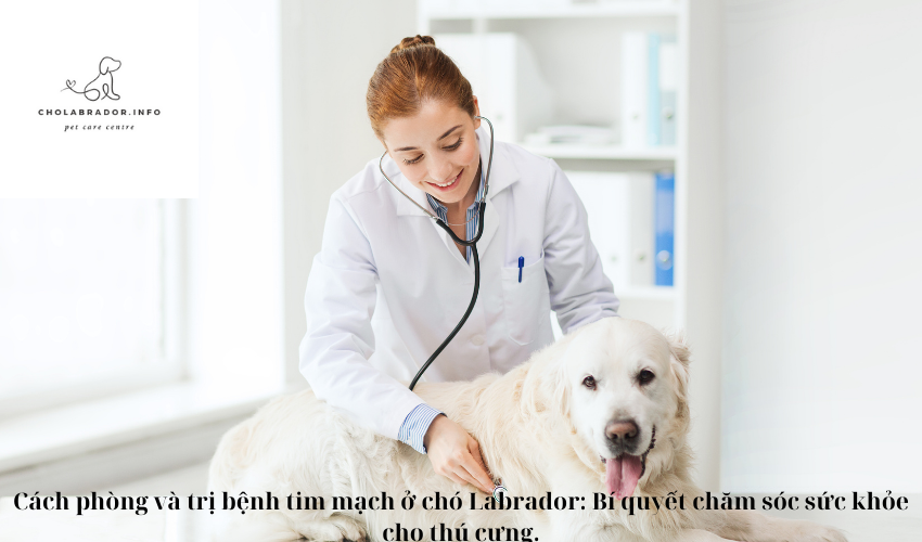 Cách phòng và trị bệnh tim mạch ở chó Labrador: Bí quyết chăm sóc sức khỏe cho thú cưng.