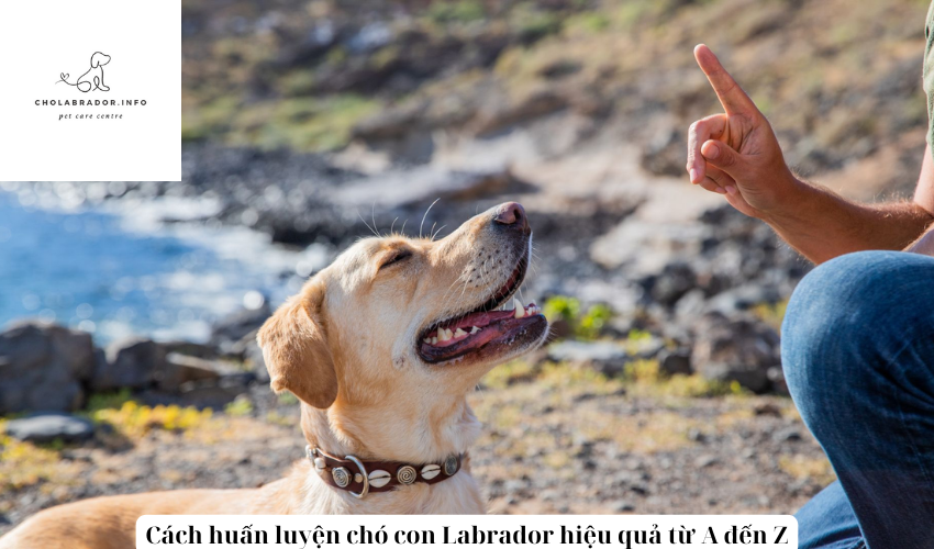 Cách huấn luyện chó con Labrador hiệu quả từ A đến Z