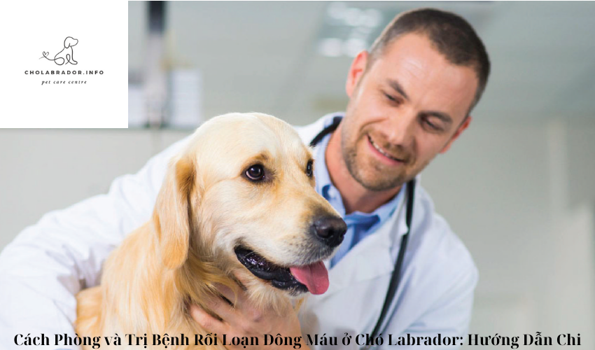 Cách Phòng và Trị Bệnh Rối Loạn Đông Máu ở Chó Labrador: Hướng Dẫn Chi Tiết