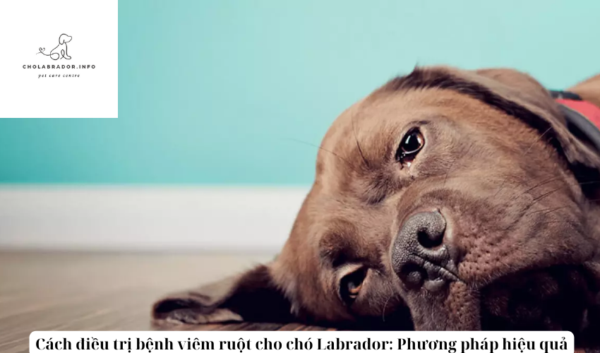 Cách điều trị bệnh viêm ruột cho chó Labrador: Phương pháp hiệu quả