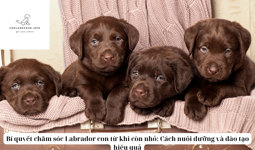 Bí quyết chăm sóc Labrador con từ khi còn nhỏ: Cách nuôi dưỡng và đào tạo hiệu quả