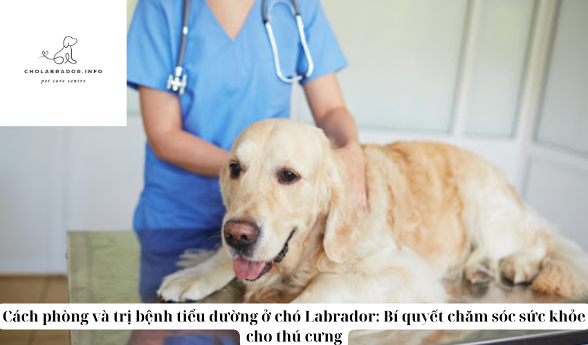 Cách phòng và trị bệnh tiểu đường ở chó Labrador: Bí quyết chăm sóc sức khỏe cho thú cưng