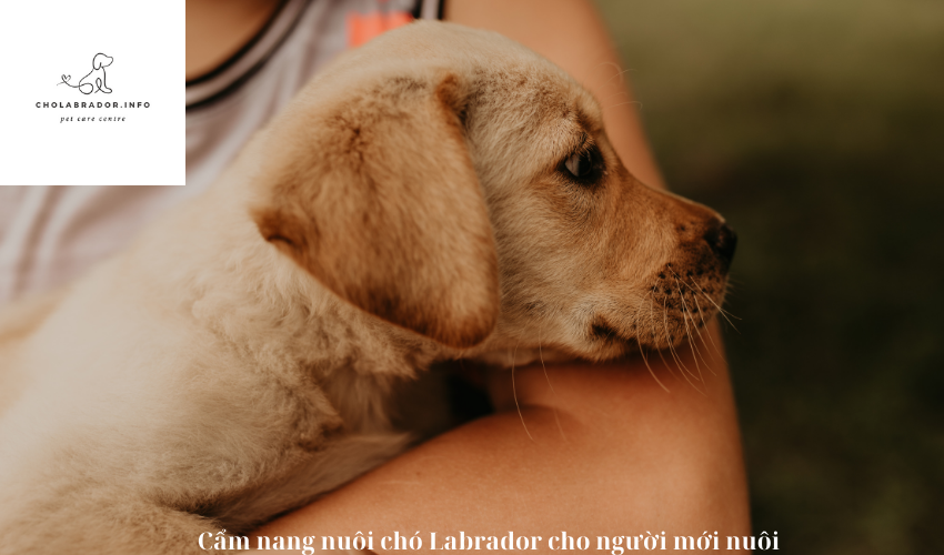 Cách nuôi chó Labrador con an toàn để tránh ngộ độc thức ăn