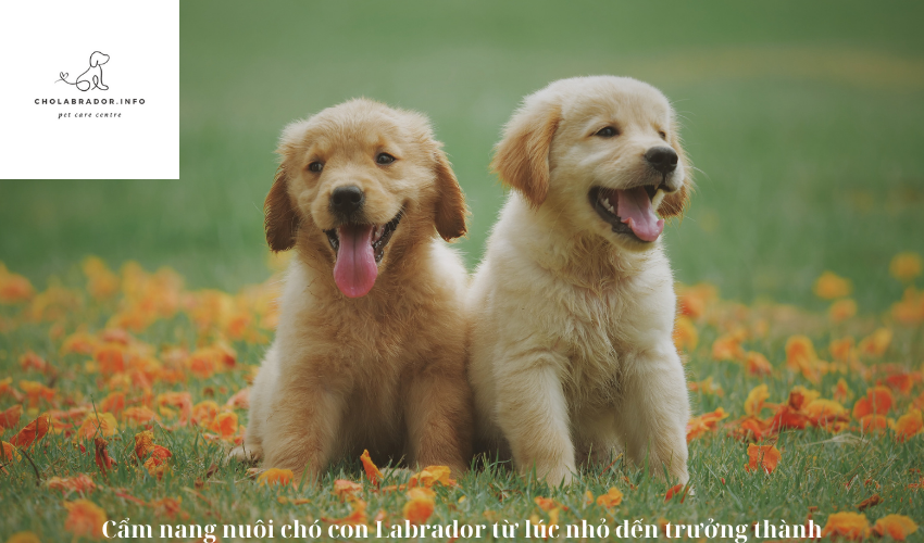 Cẩm nang nuôi chó con Labrador từ lúc nhỏ đến trưởng thành