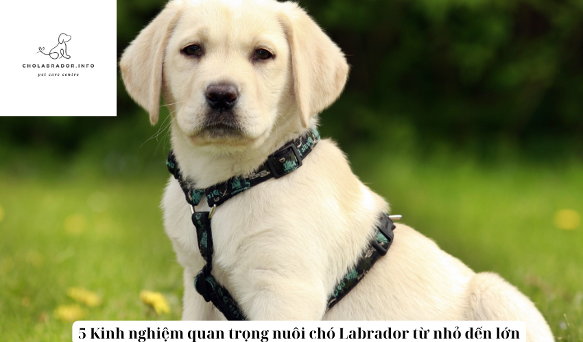 5 Kinh nghiệm quan trọng nuôi chó Labrador từ nhỏ đến lớn