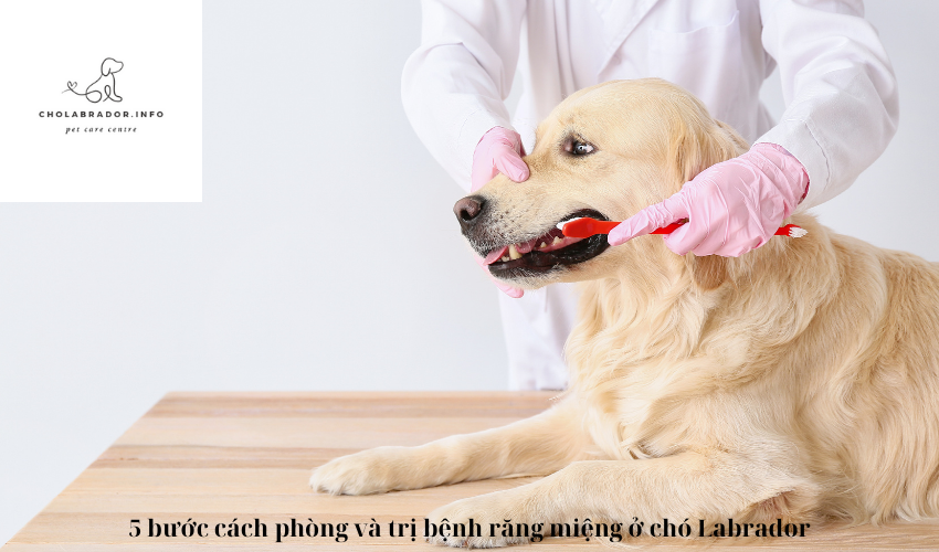 5 bước cách phòng và trị bệnh răng miệng ở chó Labrador