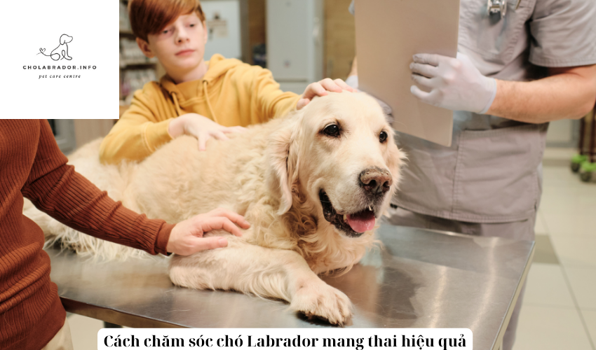 Cách chăm sóc chó Labrador mang thai hiệu quả