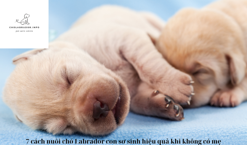 7 cách nuôi chó Labrador con sơ sinh hiệu quả khi không có mẹ