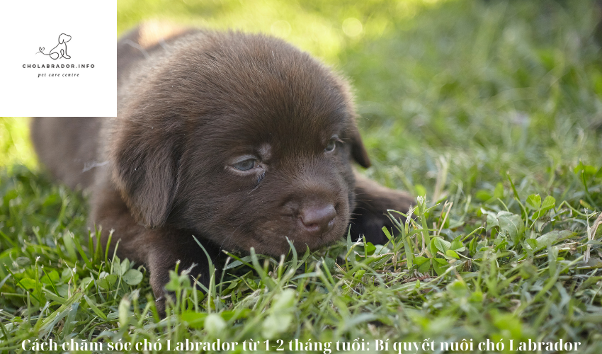 Cách chăm sóc chó Labrador từ 1-2 tháng tuổi: Bí quyết nuôi chó Labrador