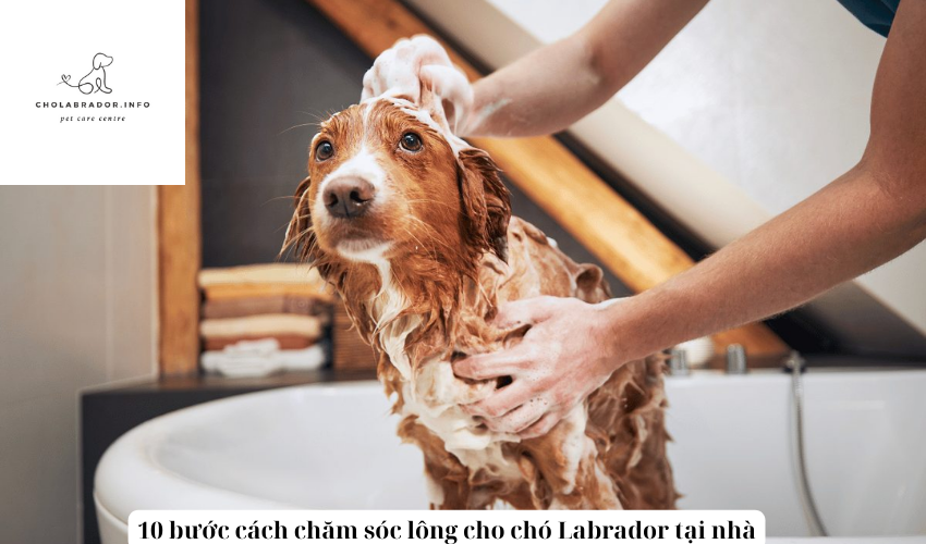 10 bước cách chăm sóc lông cho chó Labrador tại nhà