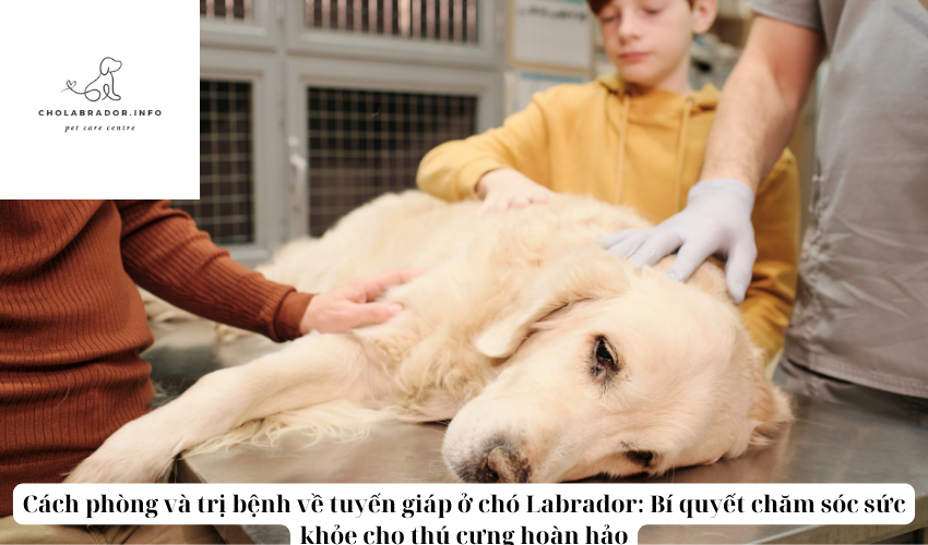 Cách phòng và trị bệnh về tuyến giáp ở chó Labrador: Bí quyết chăm sóc sức khỏe cho thú cưng hoàn hảo