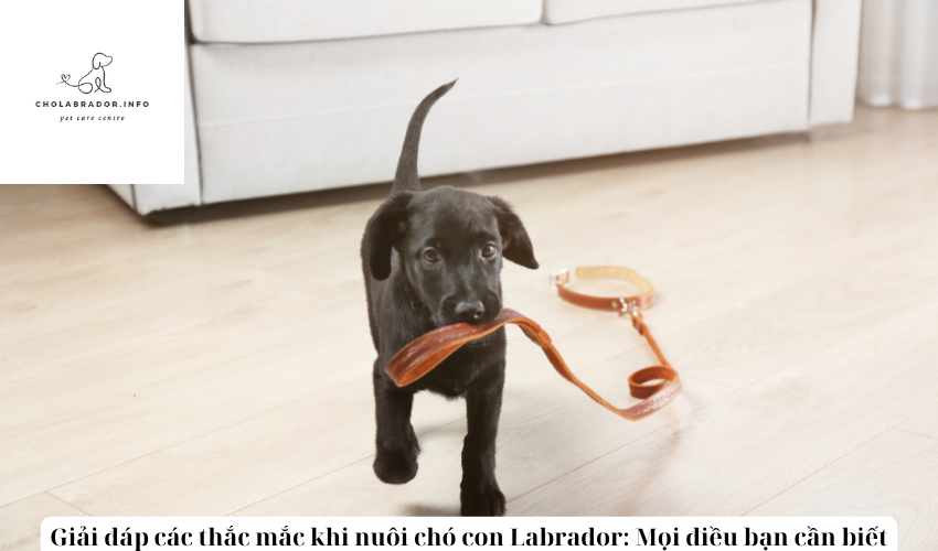 Giải đáp các thắc mắc khi nuôi chó con Labrador: Mọi điều bạn cần biết