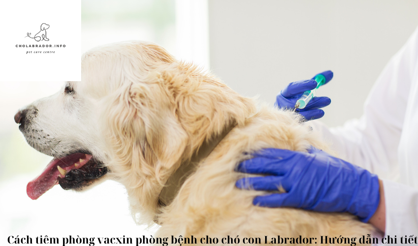 Cách tiêm phòng vacxin phòng bệnh cho chó con Labrador: Hướng dẫn chi tiết