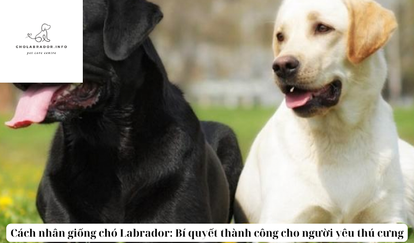 Cách nhân giống chó Labrador: Bí quyết thành công cho người yêu thú cưng