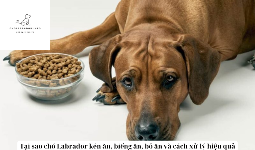 Tại sao chó Labrador kén ăn, biếng ăn, bỏ ăn và cách xử lý hiệu quả