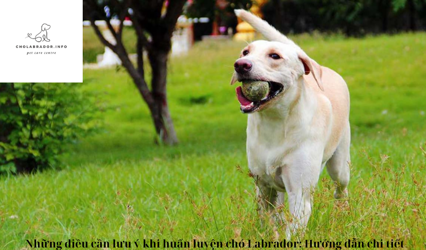 Những điều cần lưu ý khi huấn luyện chó Labrador: Hướng dẫn chi tiết